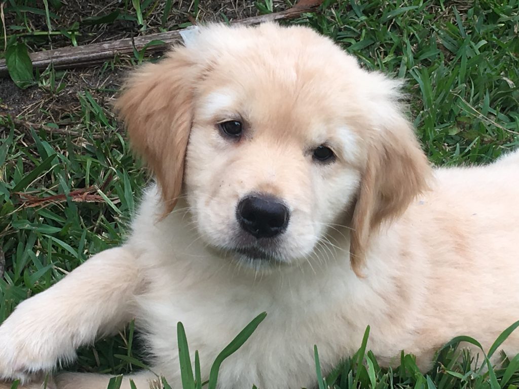 Litters Toasty Golden Retrievers, Virginia